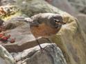 American Robin (Turdus migratorius).jpg